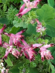 Fumaria bastardii