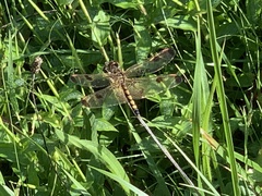 Celithemis elisa