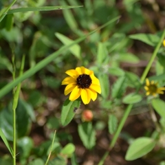 Sanvitalia procumbens