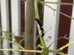 Ceratomia catalpae