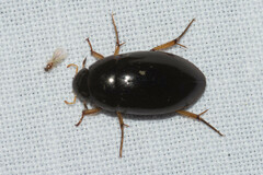 Tropisternus quadristriatus