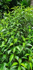 Miconia borinquensis