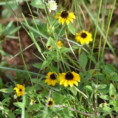 Sanvitalia procumbens