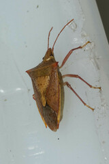 Euschistus ictericus