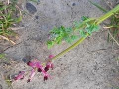 Fumaria bastardii