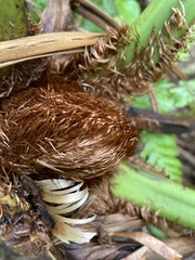 Cyathea