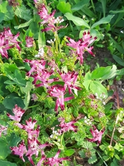 Fumaria bastardii