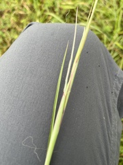 Andropogon ternarius