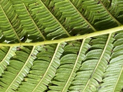 Cyathea