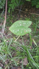 Caladium bicolor