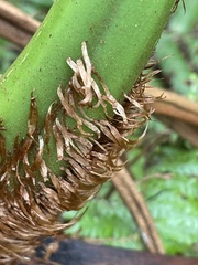 Cyathea