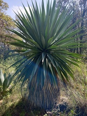 Furcraea parmentieri