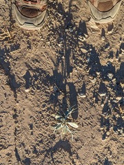 Psorothamnus spinosus