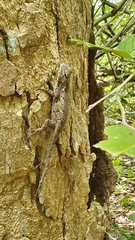 Sceloporus melanorhinus