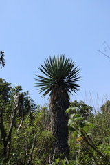 Furcraea parmentieri