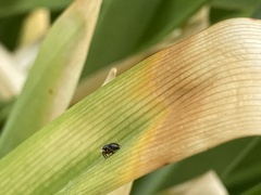 Salticidae