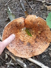 Lactarius psammicola