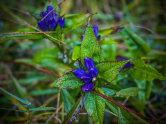 Gentiana