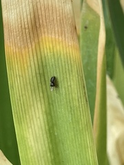 Salticidae