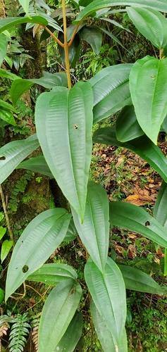 Miconia tetrandra