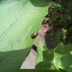 Disonycha argentinensis