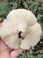 Polyporus