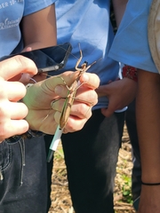 Mantidae