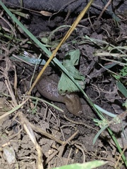 Ambigolimax valentianus