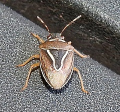 Mormidea lugens