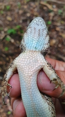 Sceloporus melanorhinus