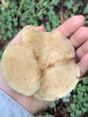 Polyporus