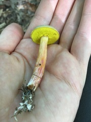 Aureoboletus