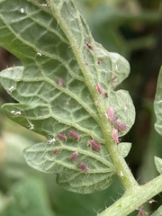 Macrosiphum