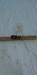 Calopteron