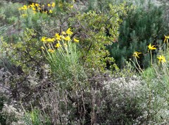 Euryops speciosissimus