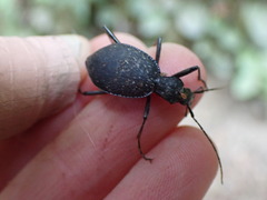 Scaphinotus angusticollis