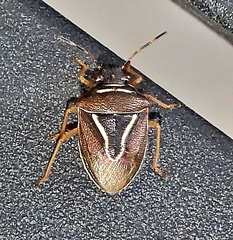 Mormidea lugens