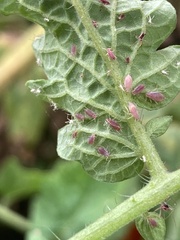 Macrosiphum