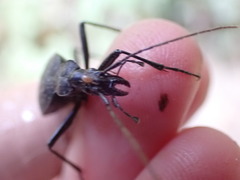 Scaphinotus angusticollis