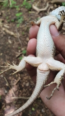 Sceloporus melanorhinus