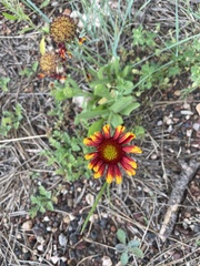 Gaillardia