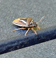 Mormidea lugens