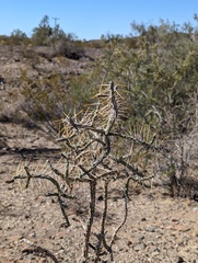 Cylindropuntia ramosissima