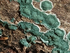 Trichoderma viride