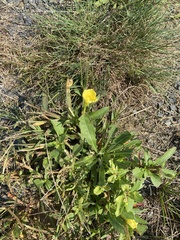 Oenothera