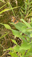 Phyciodes tharos