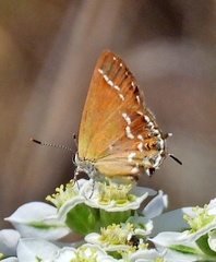 Callophrys gryneus