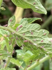 Macrosiphum