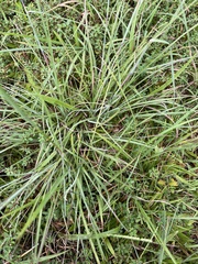 Andropogon ternarius