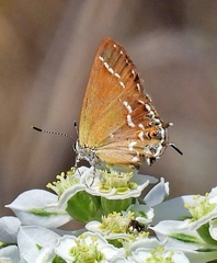 Callophrys gryneus